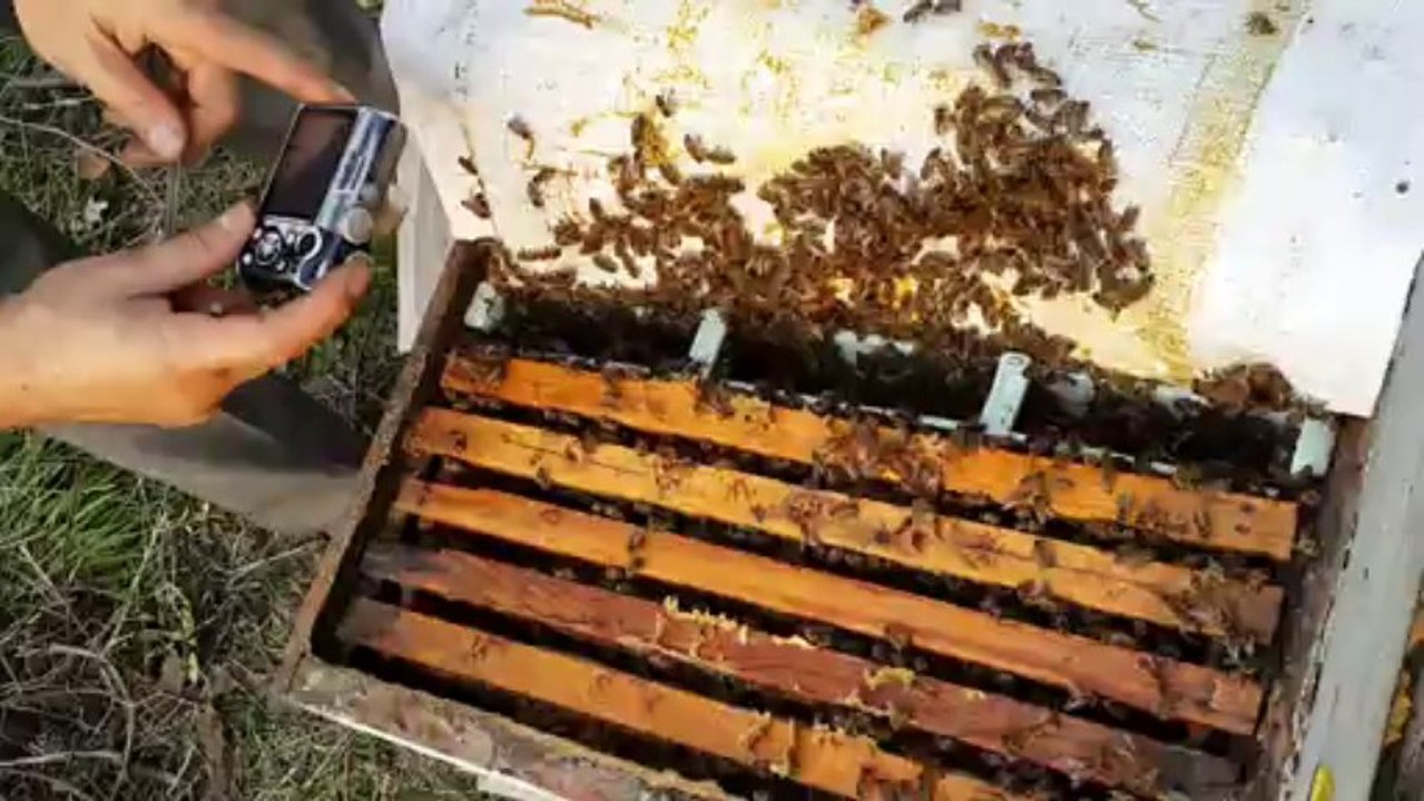 4 ocak 2014 arıların şurubu çekmeleri