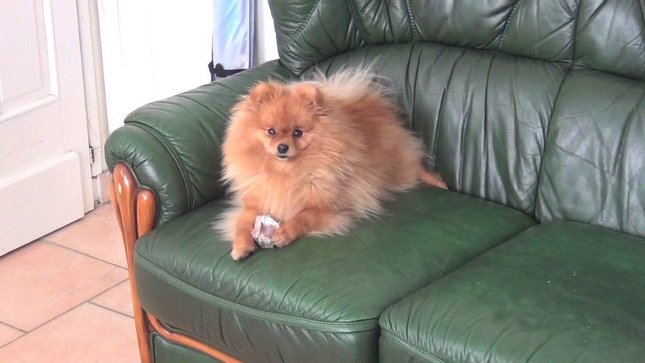 Vidéo Elevage Beauty Spitz 2014