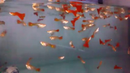 albino full red damızlık