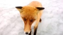 Hand Feeding A Fox While Ice Fishing