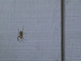 Une araignée qui a peur des cris! Marrant