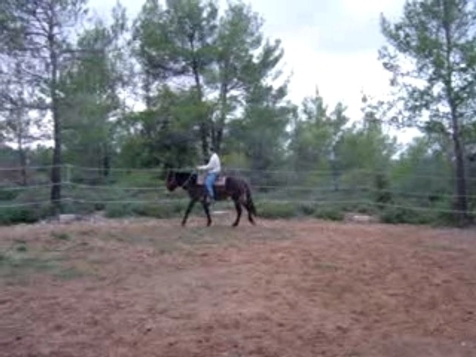 Dressage Romina 1