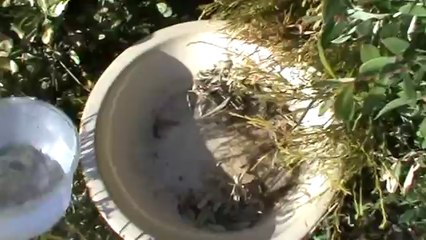 How To Fill Up a Bird Bath