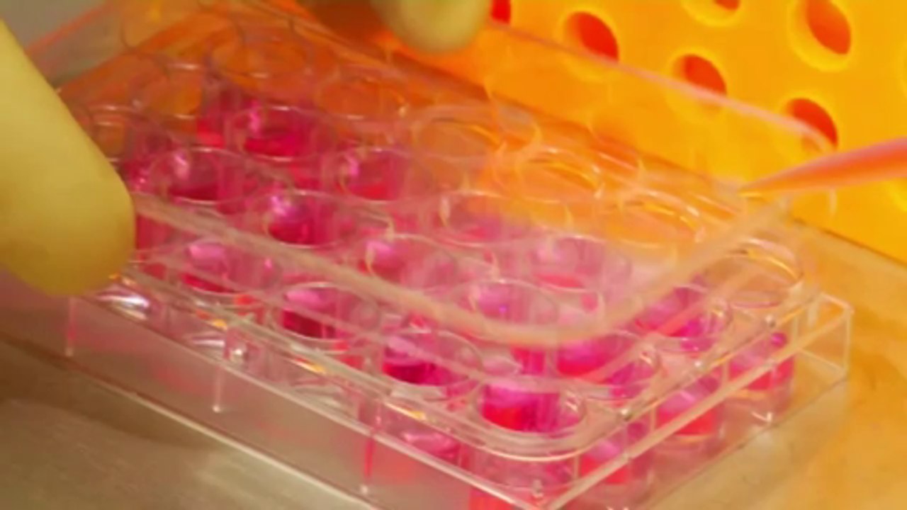 Argan Oil - How to choose the Best 100% Pure Organic Moroccan Liquid Gold - Criteria #1