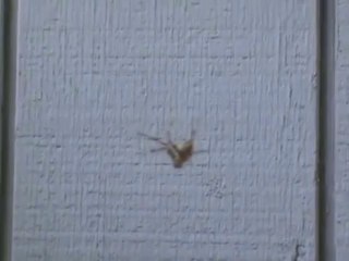 Spider Yelling 1.MPG