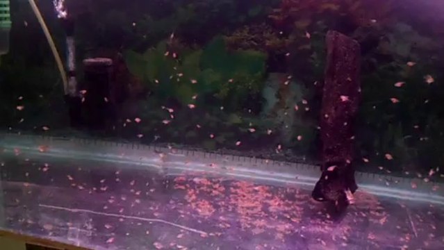 melek balığı yavruları