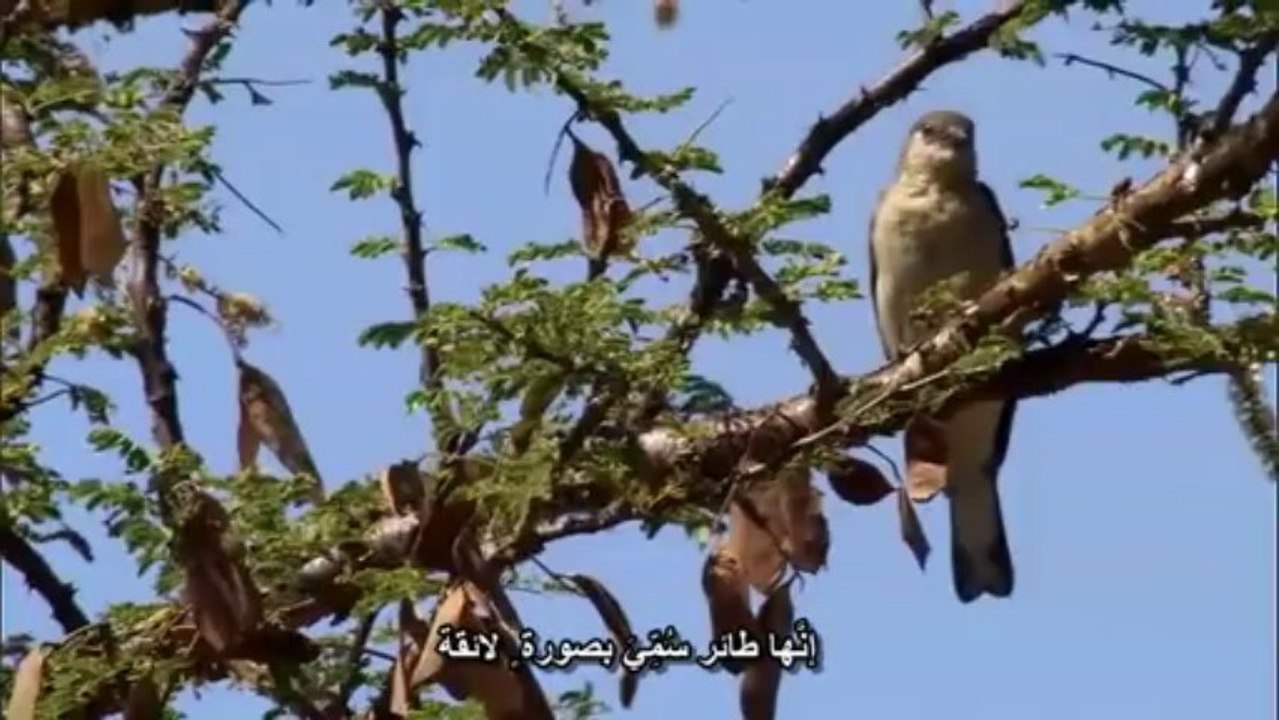 كوكب البشر 6