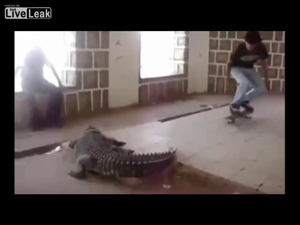 Crocodile trainers