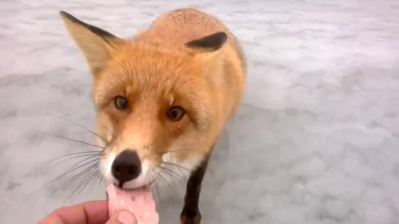 Nourrir un renard sauvage à la main