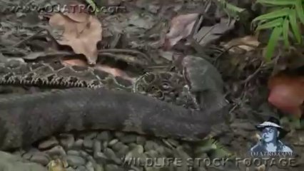 Cottonmouth vs Rattlesnake 01 - Cottonmouth eats Rattlesnake_clip29