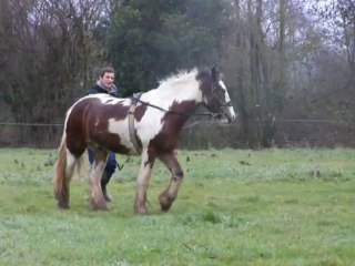 Cranberry, début en rênes longues