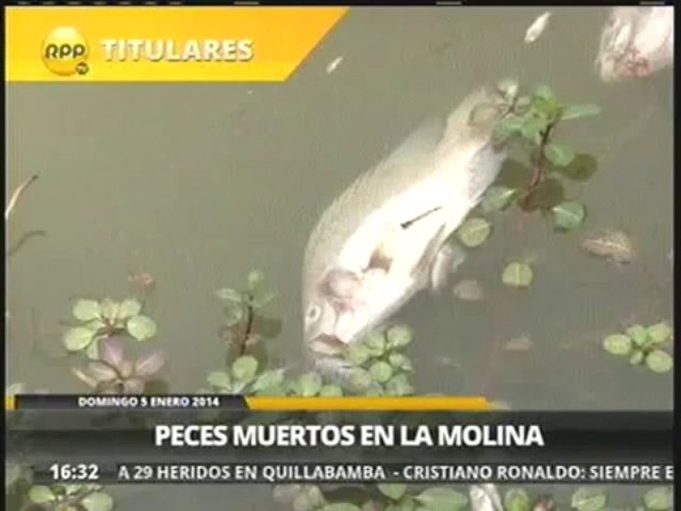 La Molina: vecinos hallan cientos de peces muer...