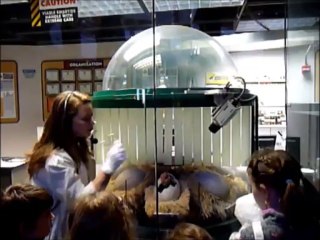 Universal Studios: Theme Park Adventure 🎢