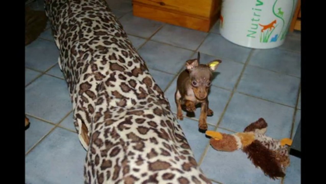 chiots ratier de Prague Hillyria 5 1 2014