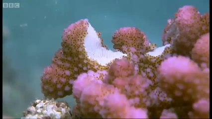 The Hump Head Parrot Fish (Funny Voice Over)