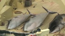 Japanese whalers accused of breaches