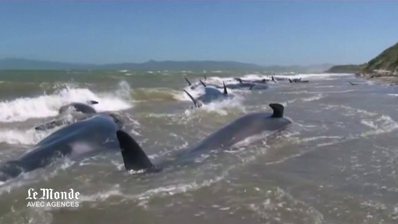 Une quarantaine de baleines s'échouent sur une plage de Nouvelle-Zélande
