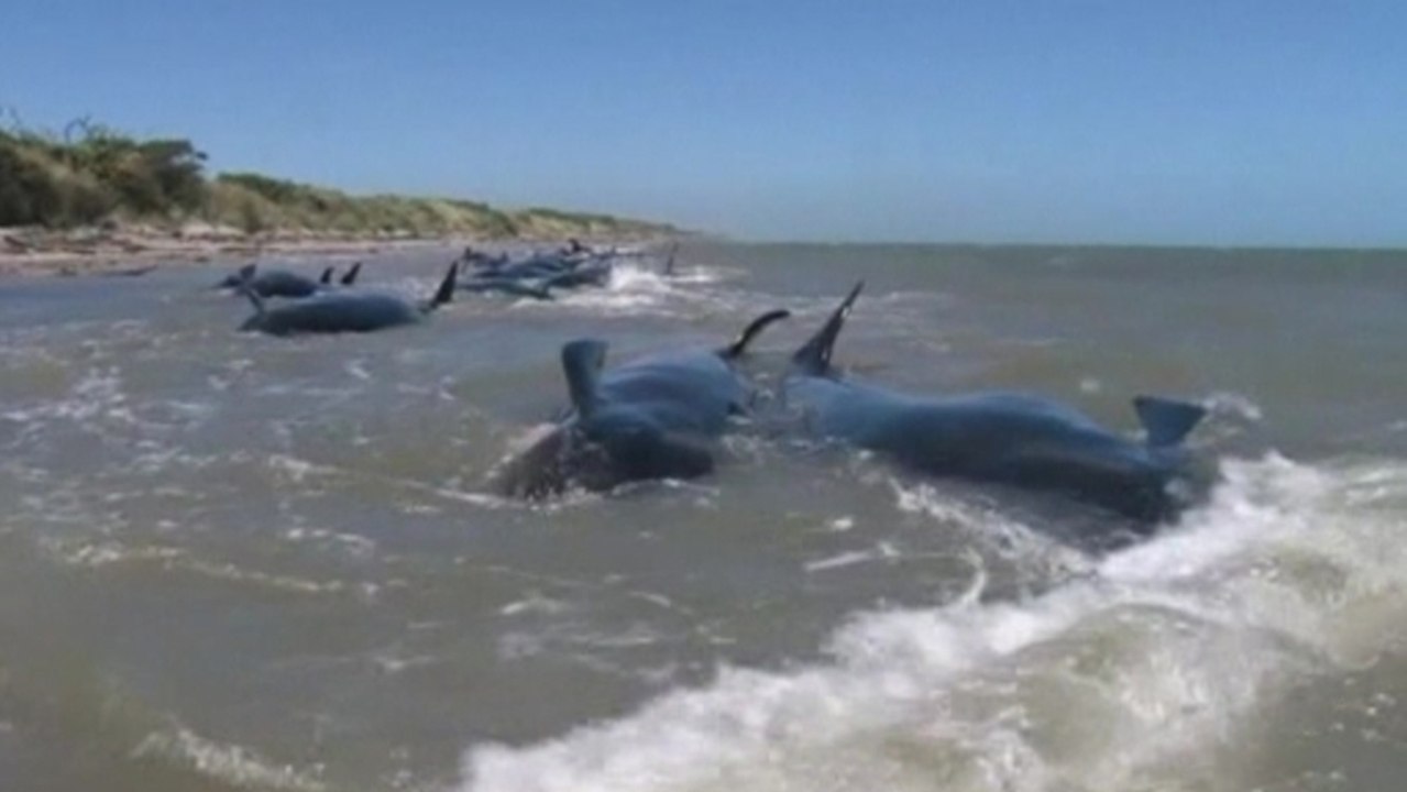 Stranded whales die