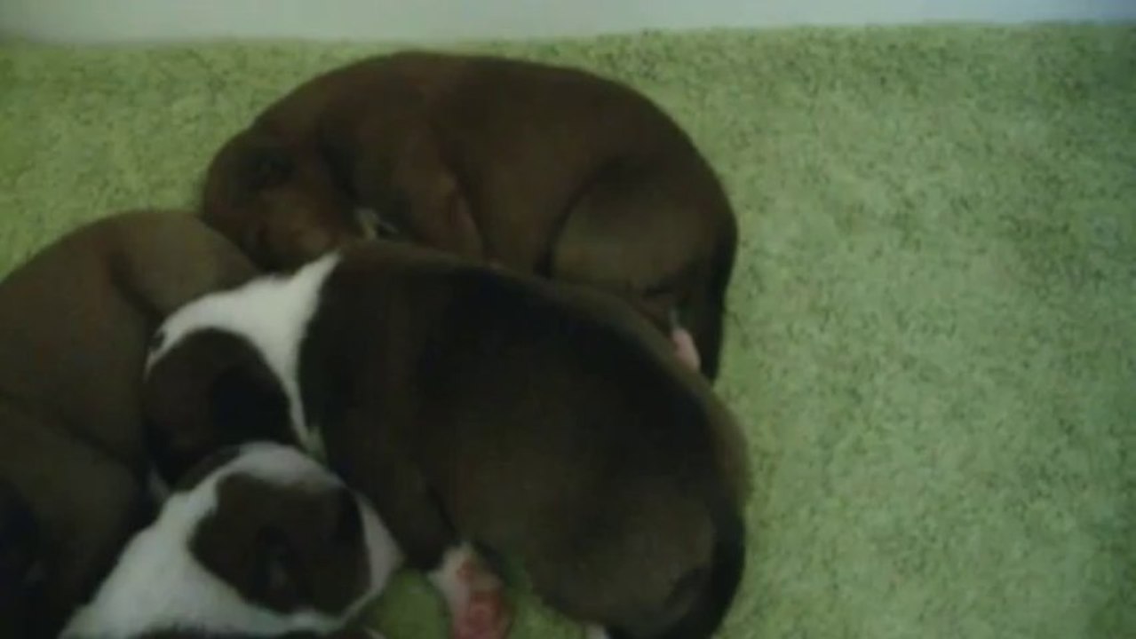 6ème vidéo : 3ème chiot de la 14ème portée de Staffordland