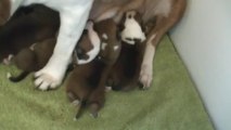 12ème vidéo : la maman et ses petits chiots de la 14ème portée de Staffordland