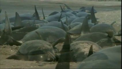 Le suicide de 39 baleines sur une plage en Nouvelle-Zélande