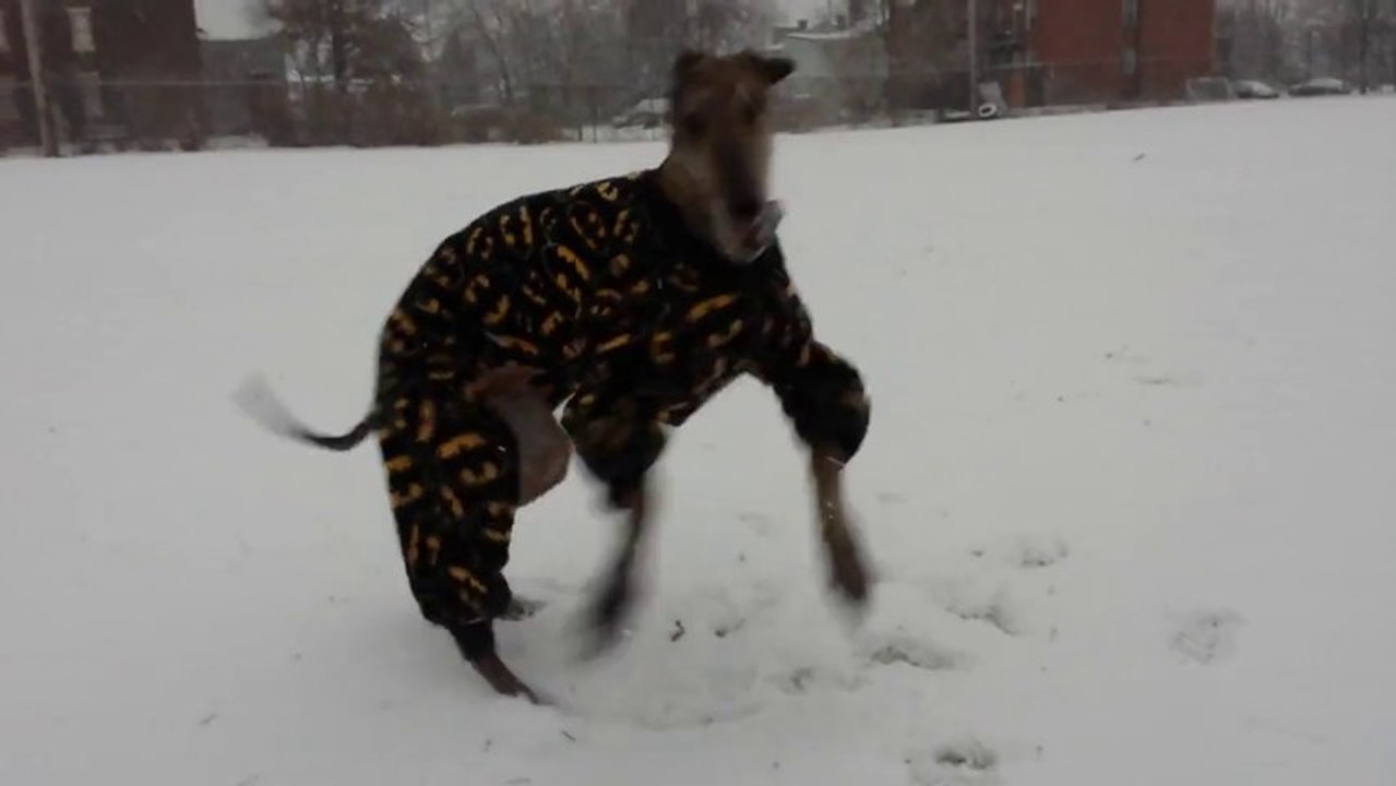 Chien en Pyjama Batman qui joue dans la neige.