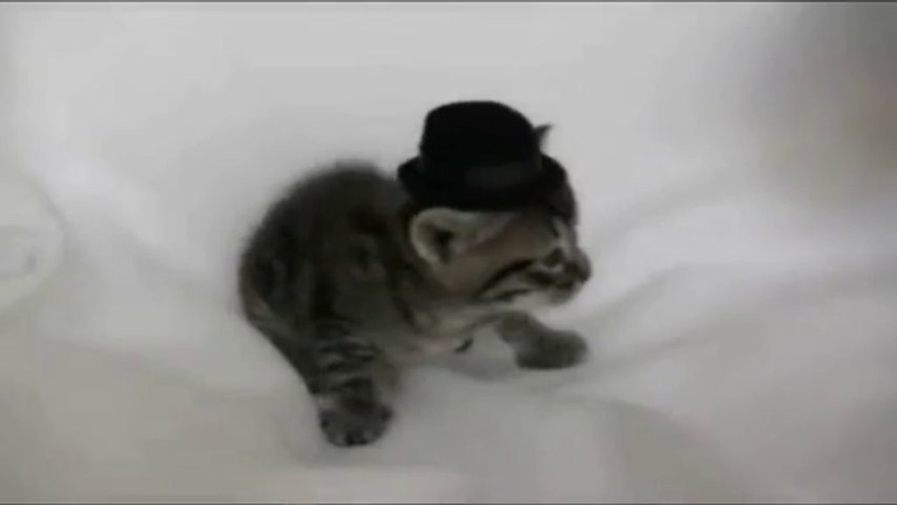 PWNED - Kitten Wearing a Tiny Hat