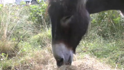 ânes au pâturage par albaire68