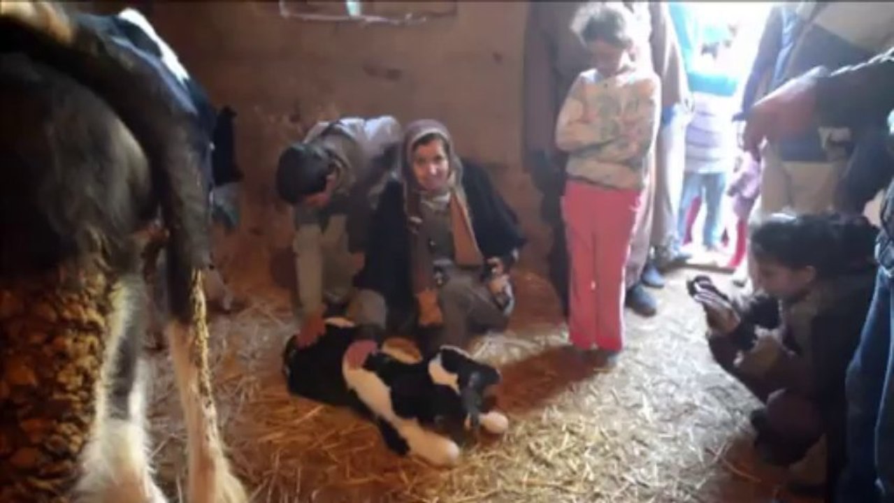 Kalb mit zwei Köpfen Attraktion in Marokko