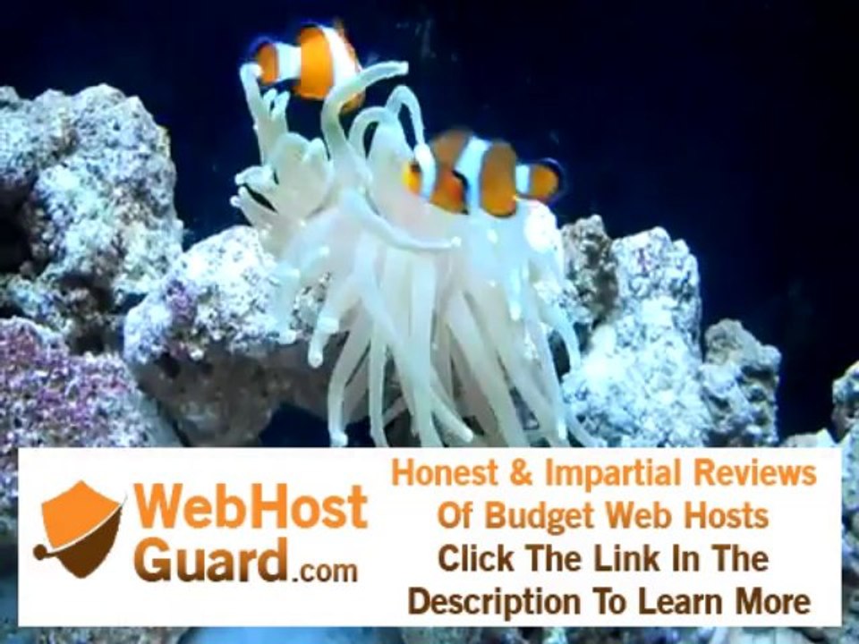 clownfish (false percula) hosting a condylactis anemone
