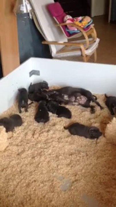 Chiots h-nikky