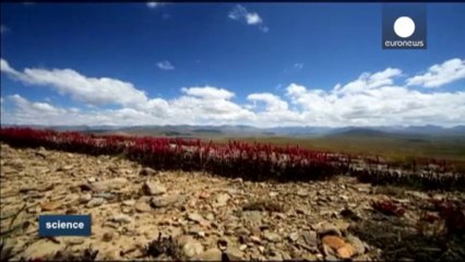 Himalaya boz ayısı tehlikede