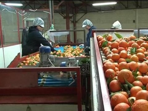 Grève à la SNCM : les producteurs de clémentines corses rassurés - 06/01