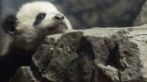 Bao Bao the panda cub: Hello, world!