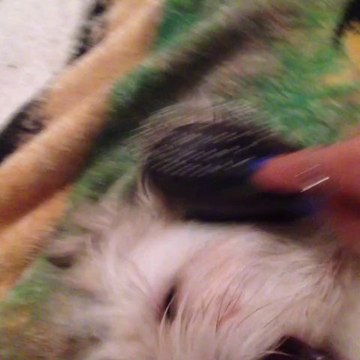 Skippy getting brushed!