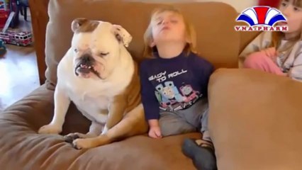 cười đau bụng với chú chó ngủ gật thi với cậu bé