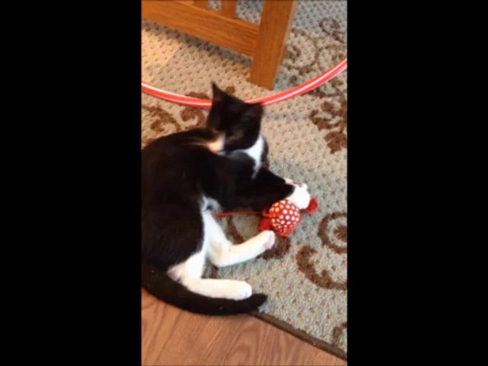 Adopt Violet!