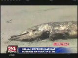 Chiclayo: hallan más de 40 especies marinas muertas en Puerto Eten