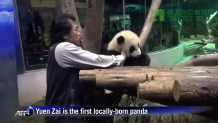 First Taiwan-born panda cub Yuan Zai makes public debut
