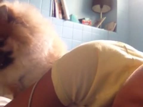 Determined Dog Tries Waking Up Owner