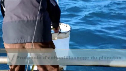 Ethanol Fix Protocol