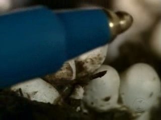 Culture des champignons