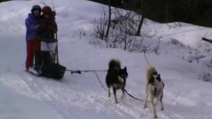 chiens de traîneau 6
