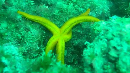 Aux pieds d'une étoile de mer