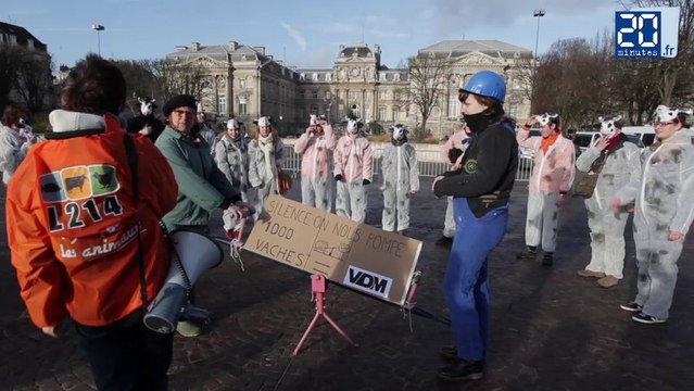 Manifestation contre l'élevage industriel d'animaux