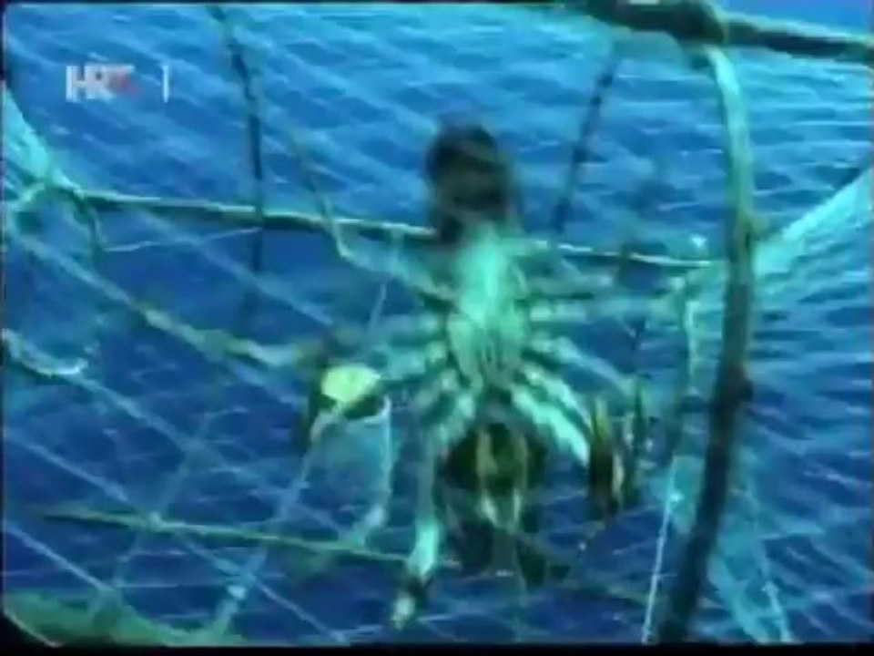 Vedro na Šćedro