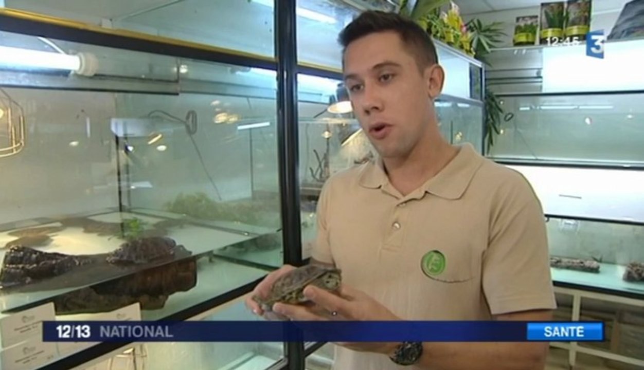 L'exposition aux reptiles chez des enfants peut provoquer des infections