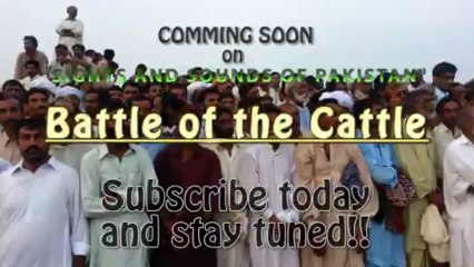 Battle of the Cattle Teaser