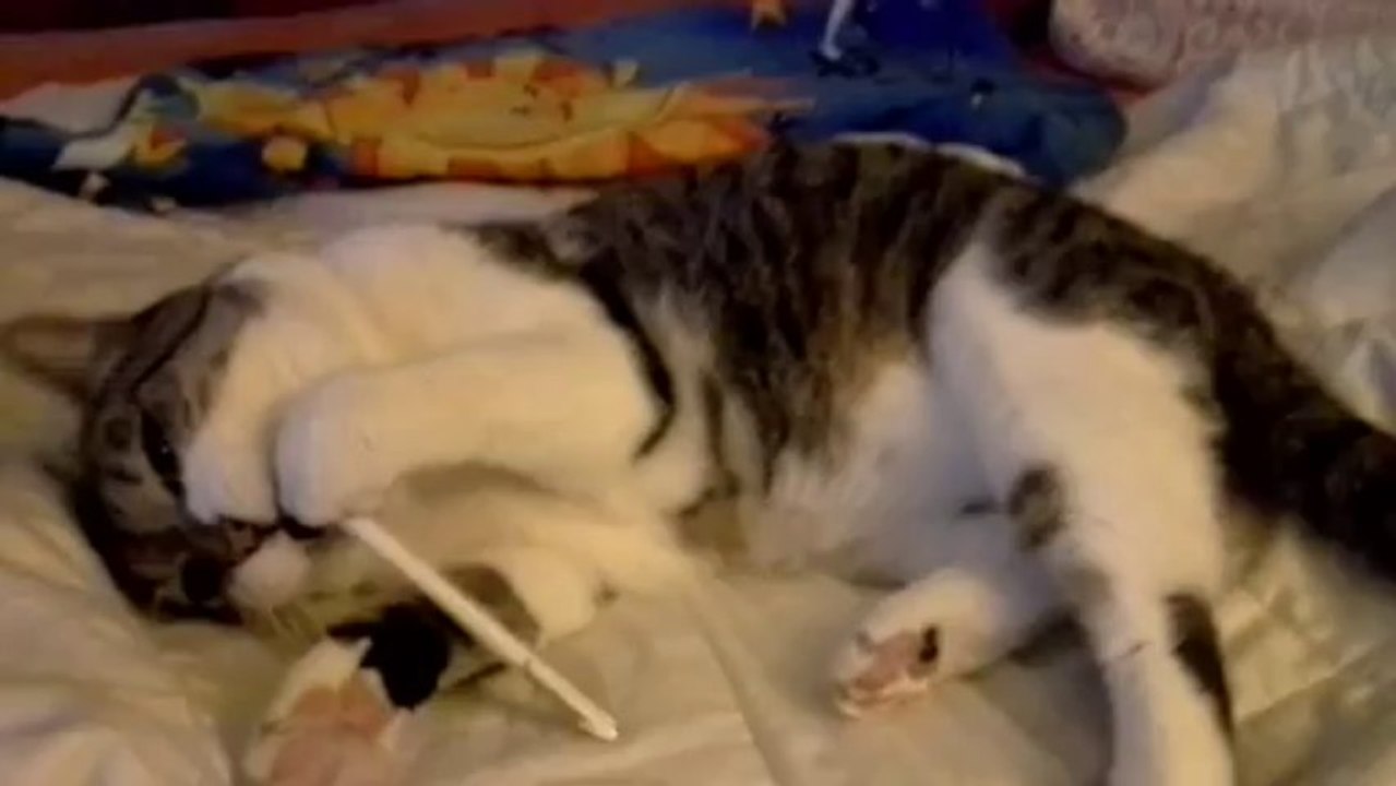 Nanou le Chat  1 ère