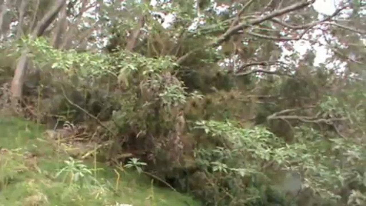 Forêt de tamarins
